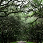 Georgia’s Green Season: Hiking and Nature Trails for April 2026