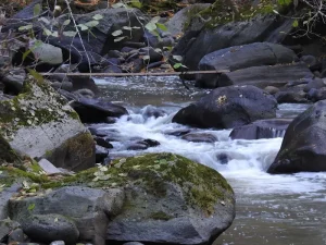 What to See in Borjomi: From Mineral Springs to Mountain Views