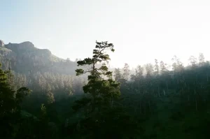 Borjomi Itinerary Ideas: How Many Days Do You Need?