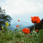 Planning a Trip to Borjomi: Essential Tips for a Seamless Journey