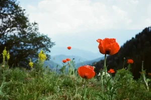 Planning a Trip to Borjomi: Essential Tips for a Seamless Journey
