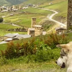 Your September 2026 Guide to Georgia’s Rtveli (Wine Harvest)