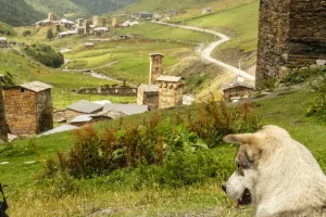 Your September 2026 Guide to Georgia’s Rtveli (Wine Harvest)